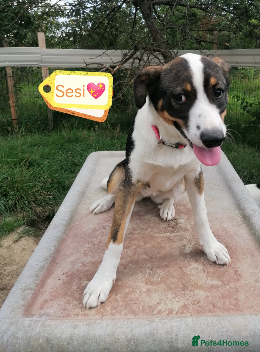 Mixed Breed dogs for adoption: 💖🐶 SESI 🐶💖 - Image 12
