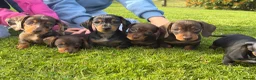 Miniature Dachshund dogs for sale: Gorgeous KC registered Miniature Dachshunds   - Advert 11