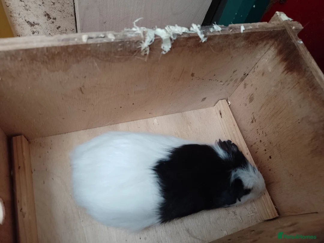 Guinea Pig rodents for sale: Male guinea pig 11 weeks old - Advert 5