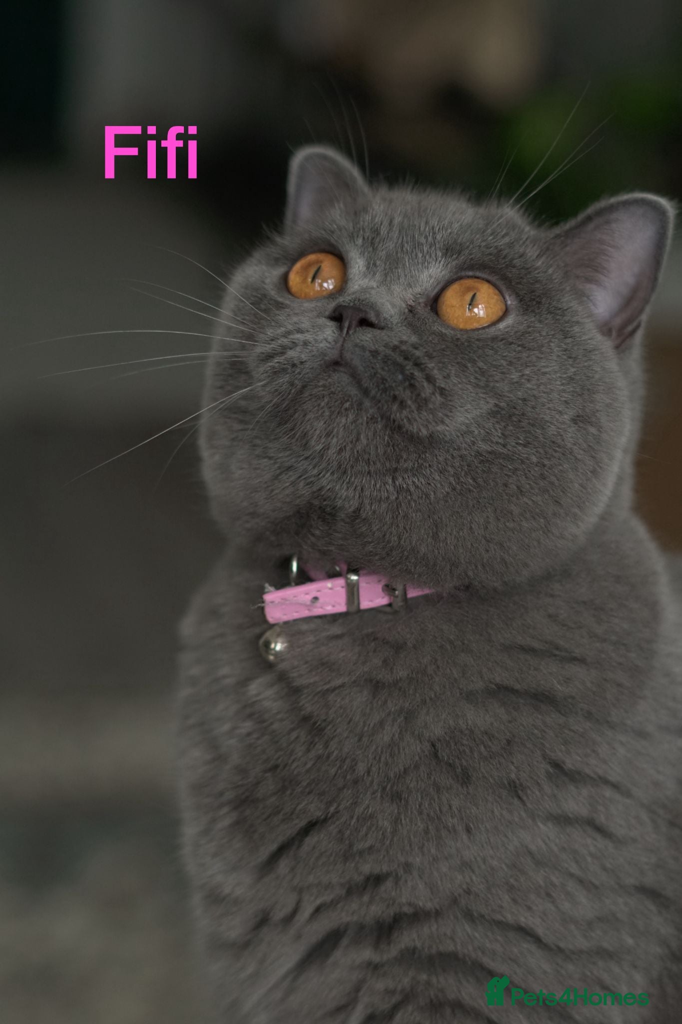 British Shorthair cats British Shorthair Cats Looking for a Loving Home - Advert 4
