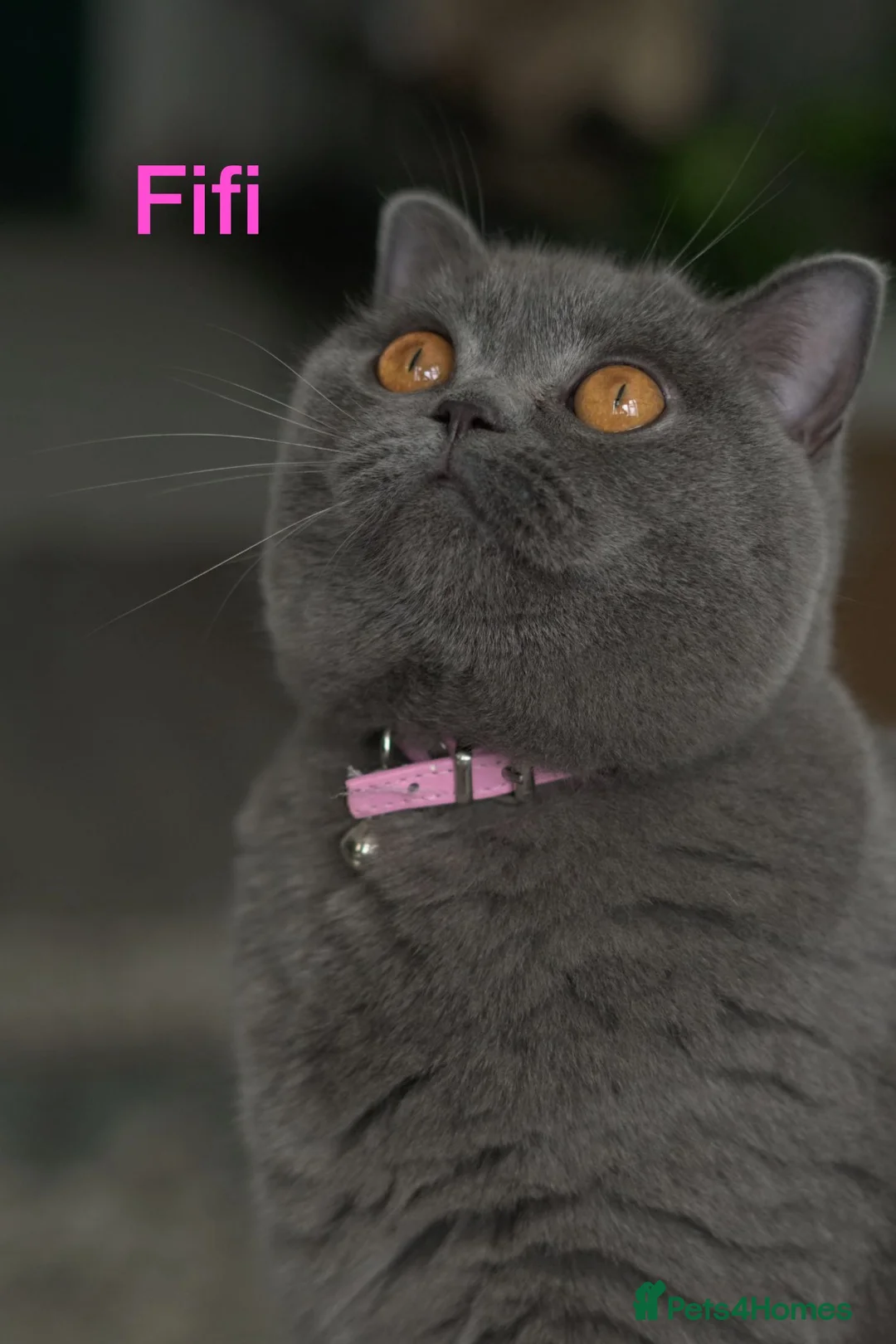 British Shorthair cats for sale: British Shorthair Cats Looking for a Loving Home in London - Advert 1