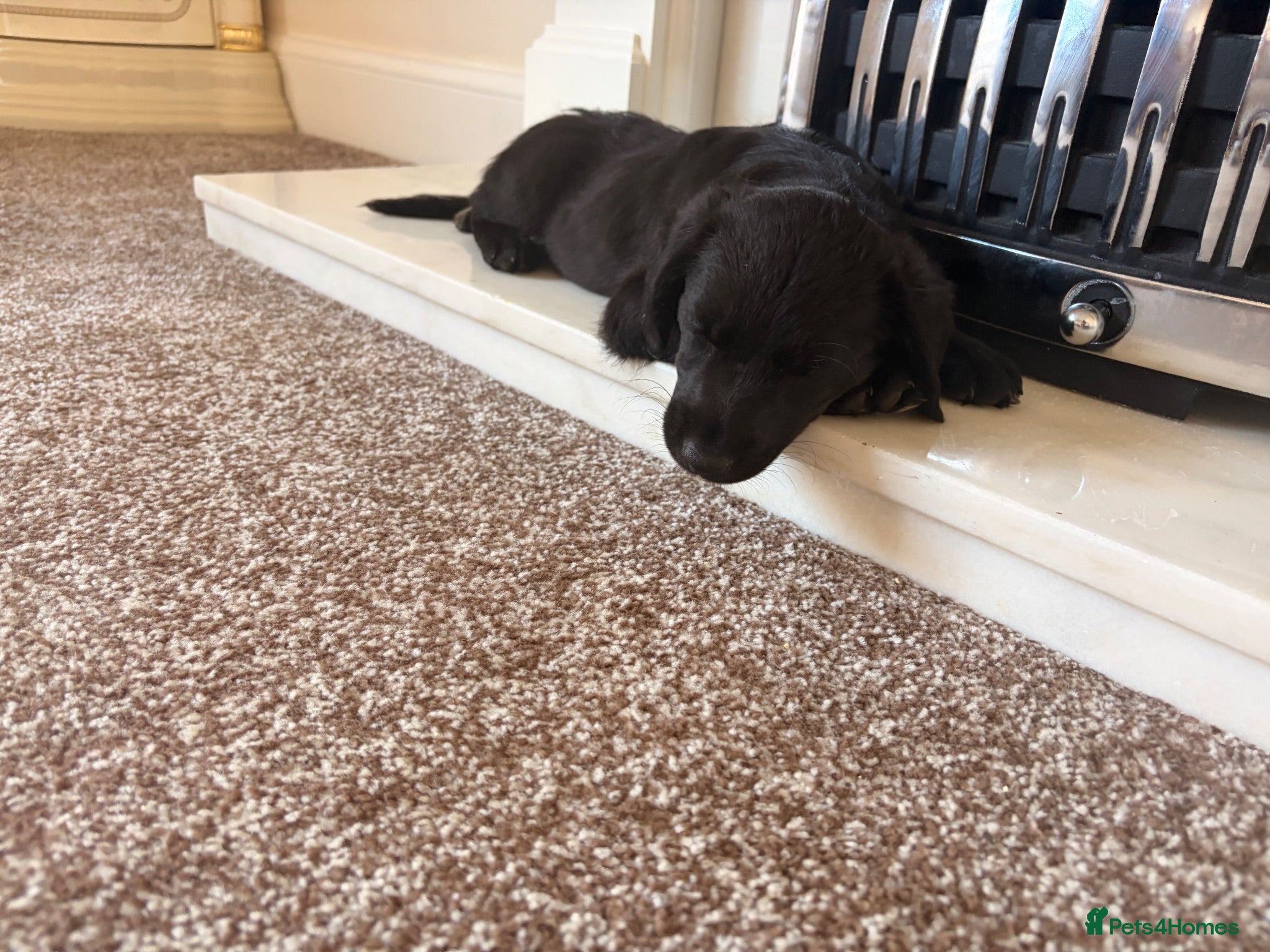 Cockapoo dogs F1 Cockerpoo puppies for sale 1 girl available  - Advert 17
