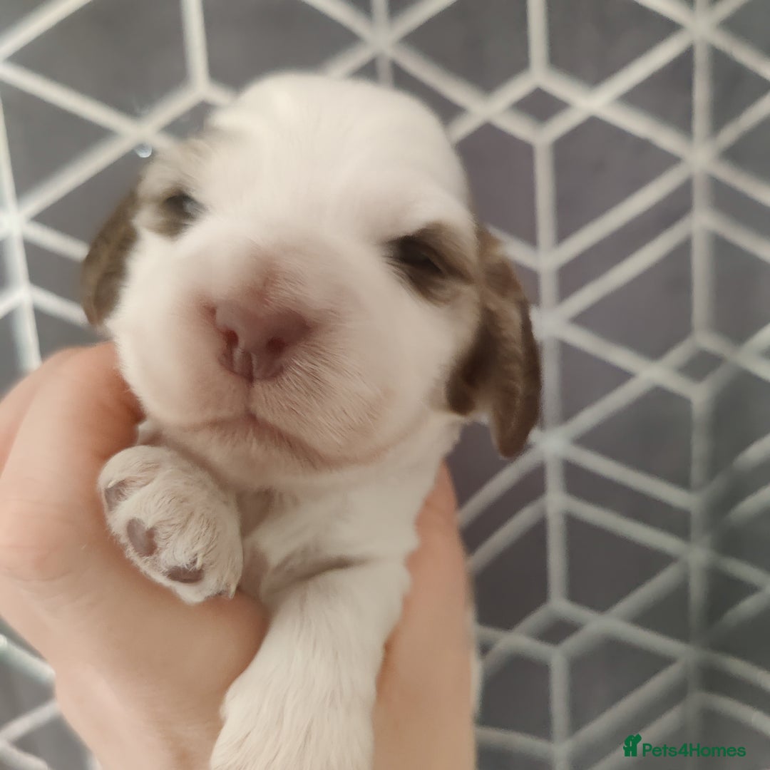 Cocker Spaniel dogs for sale: Show Type Cocker Spaniels Health Tested Parents  - Image 30