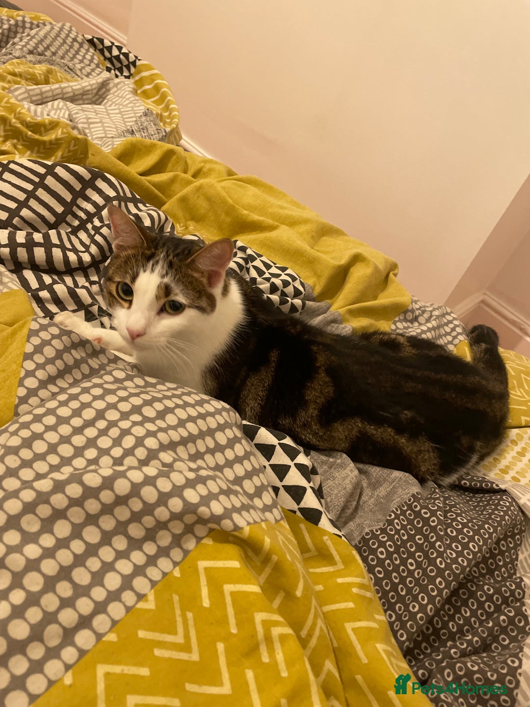 British Shorthair cats for sale: Two brothers 5 years old  - Advert 4