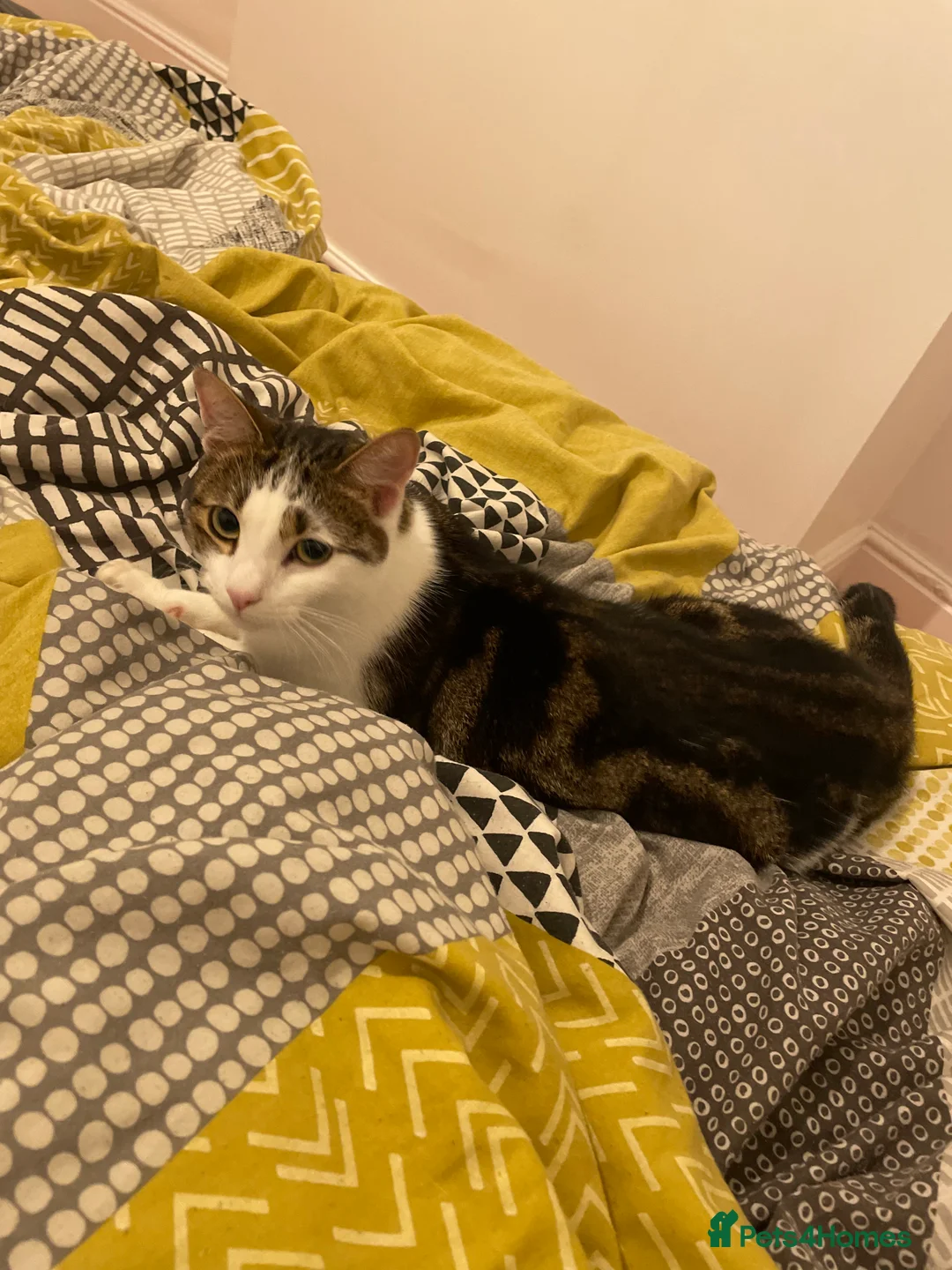 British Shorthair cats for sale: Two brothers 5 years old  - Advert 4