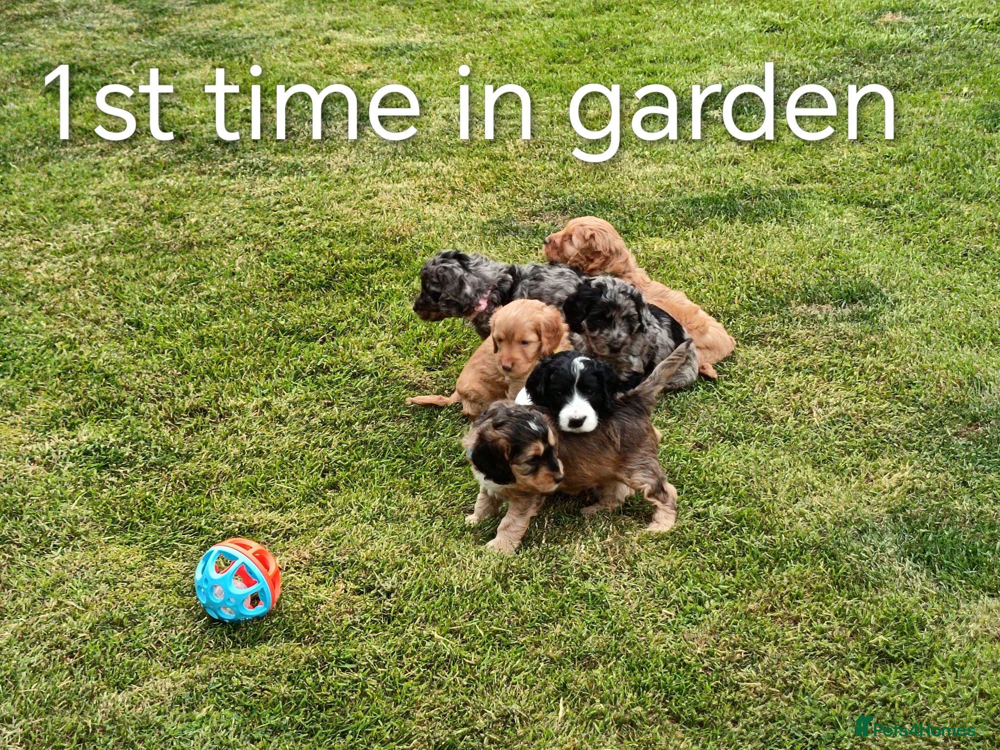 Cockapoo dogs Extensively Health tested F2b Cockapoo puppies - Advert 1