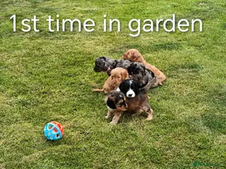 Cockapoo dogs Extensively Health tested F2b Cockapoo puppies - Advert 1