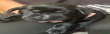 Labrador Retriever 3