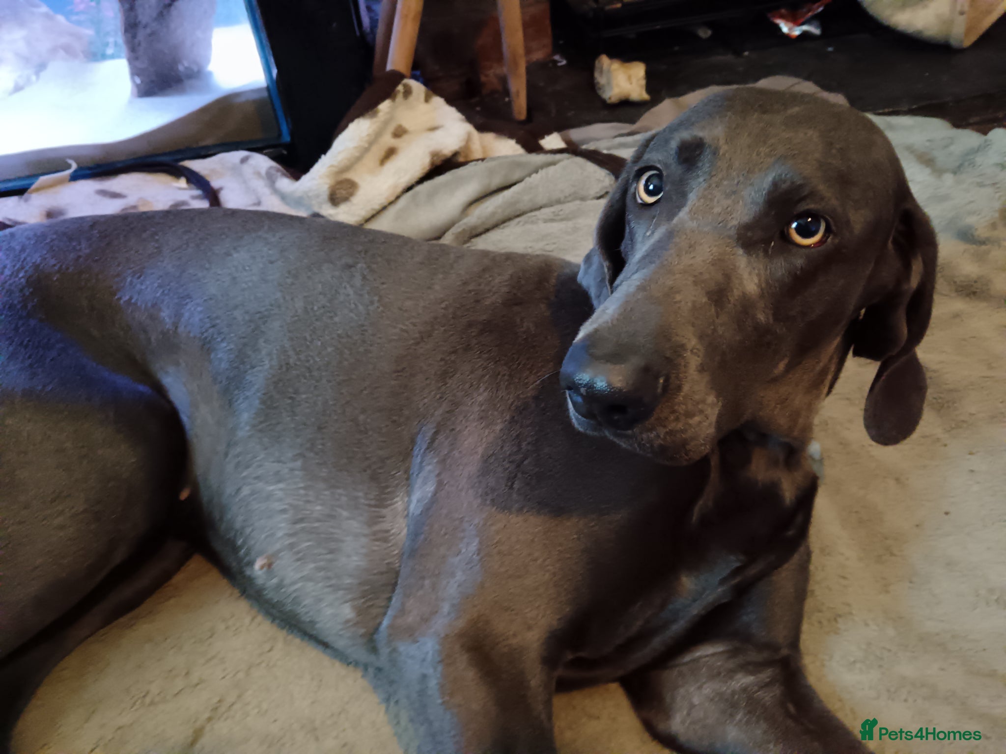 Weimaraner dogs Weimarner  - Advert 4