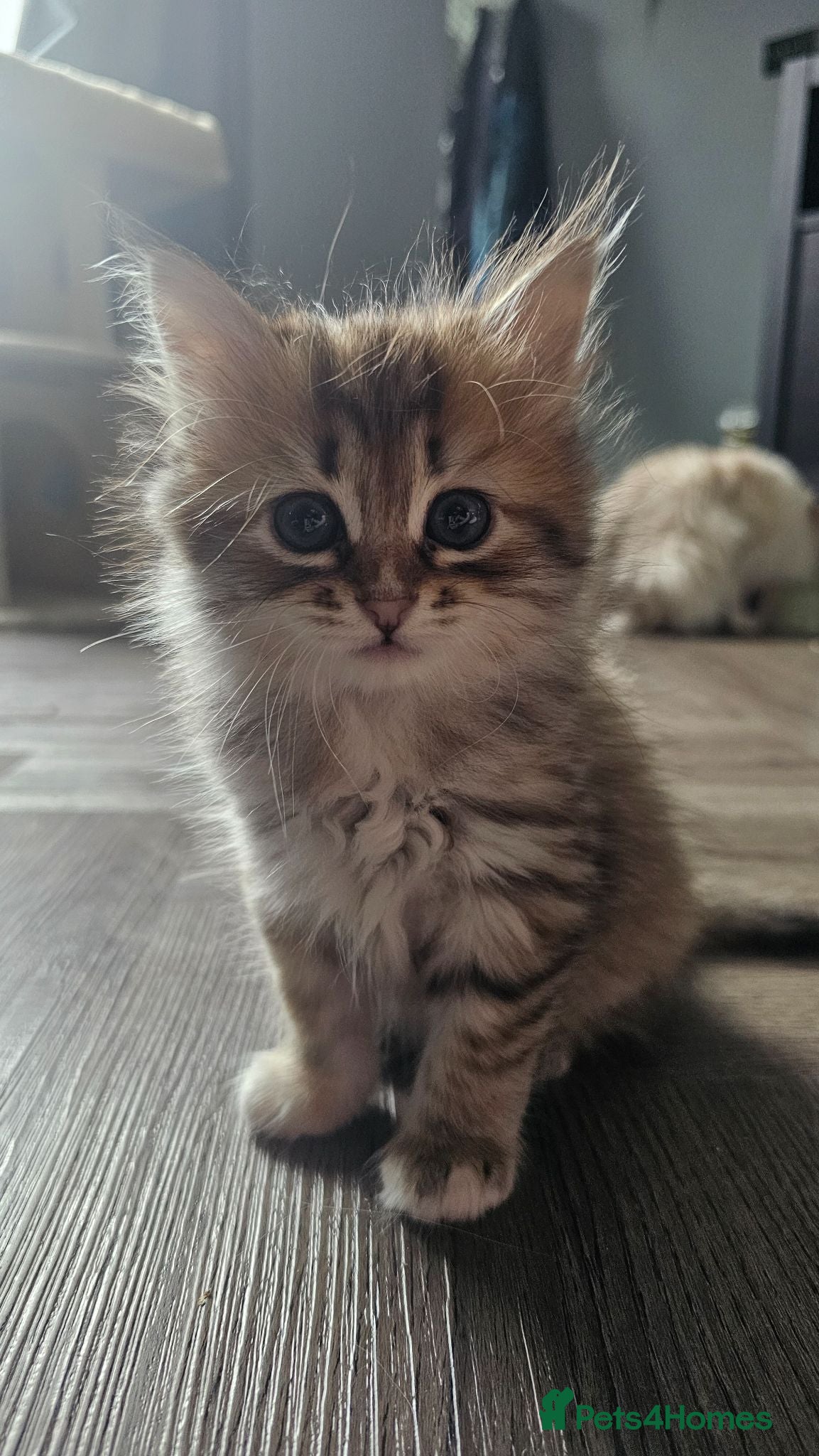 Siberian cats Purebred Siberian Kittens Indoor/Catio only - Advert 5