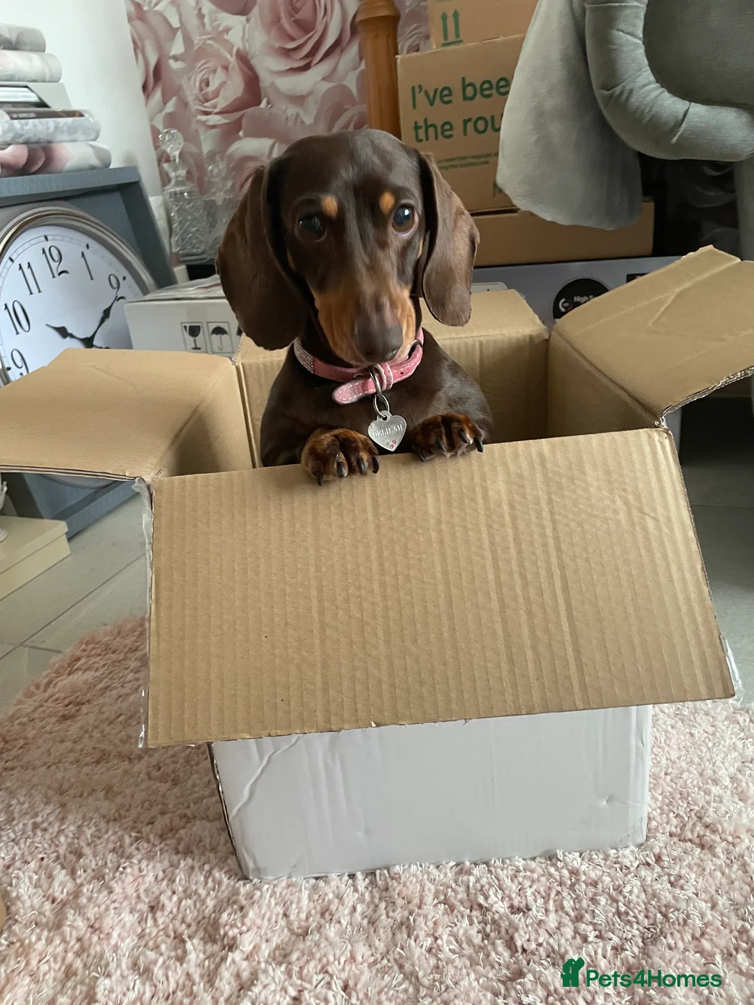 Miniature Dachshund dogs for sale: **FREE** beautiful neutered female mini dachshund  - Advert 6