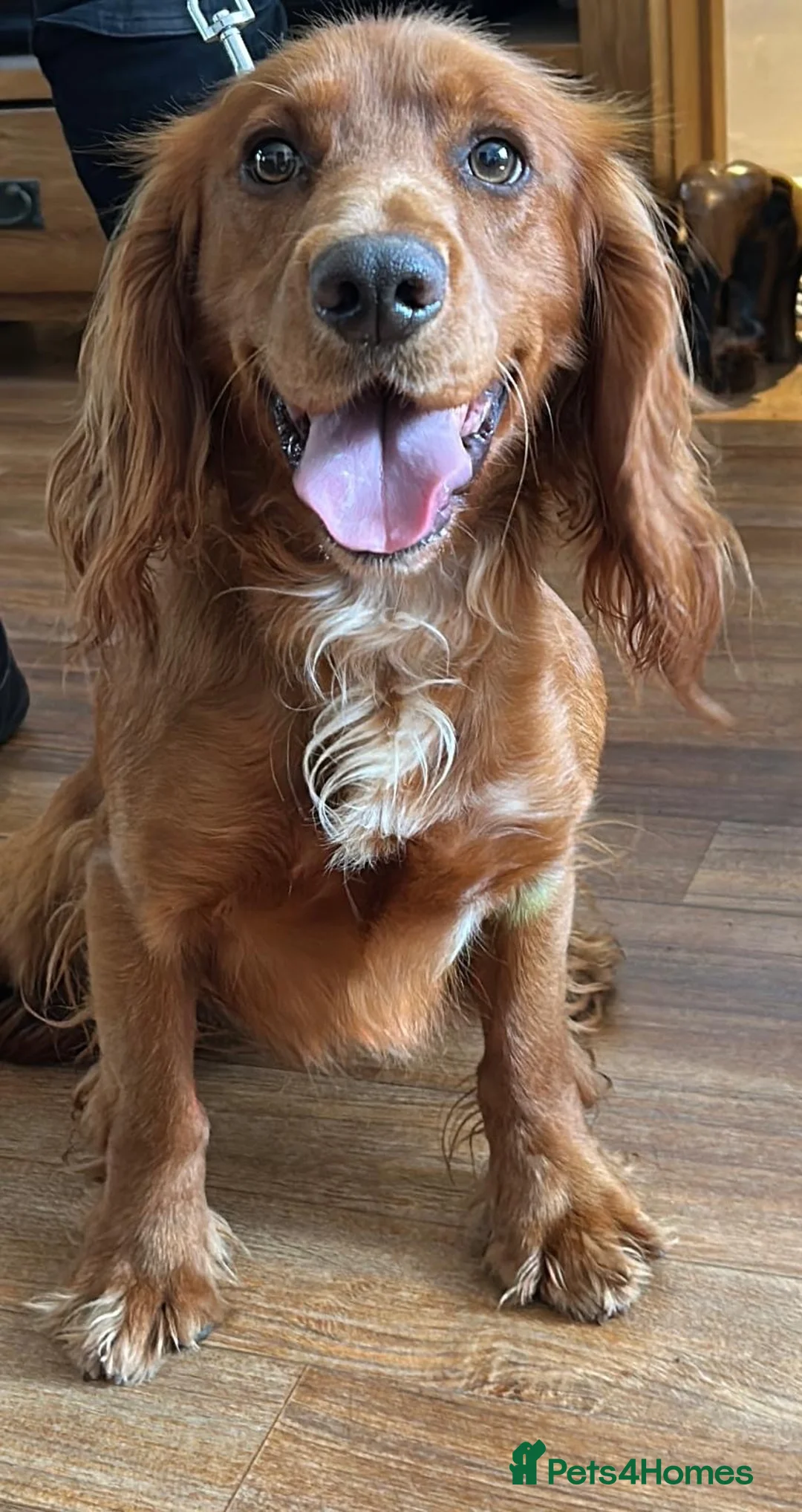 Cocker Spaniel dogs for sale: Bertie is looking for a new home!  - Advert 4