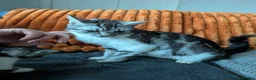 Mixed Breed cats for sale: Beautiful mix breed kittens - Advert 2