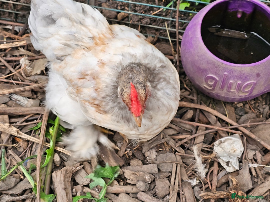 Chickens poultry for sale: ** Stunning friendly Pekin Cockerals available **  - Image 6