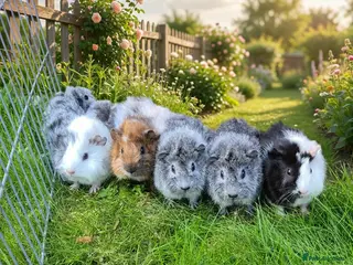 Guinea Pig rodents Baby Funky Californian Guinea Pigs Male & Female - Advert 7