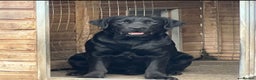 Labrador Retriever dogs for sale: Show Chunky Black & Yellow Labradors  - Advert 13