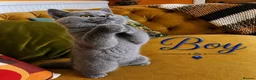 British Shorthair cats for sale: Chunky fluffy British Shorthair Kittens GCCF - Advert 1