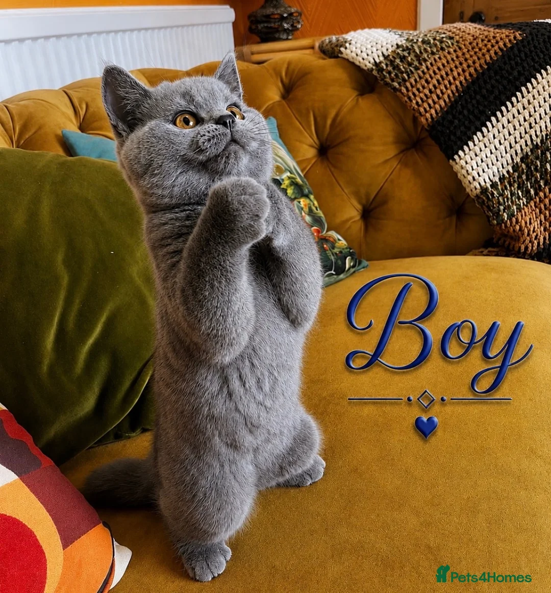 British Shorthair cats for sale: Chunky fluffy British Shorthair Kittens GCCF - Advert 1