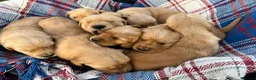 Golden Retriever dogs for sale: Beautiful KC Golden Retriever Puppies - Advert 4