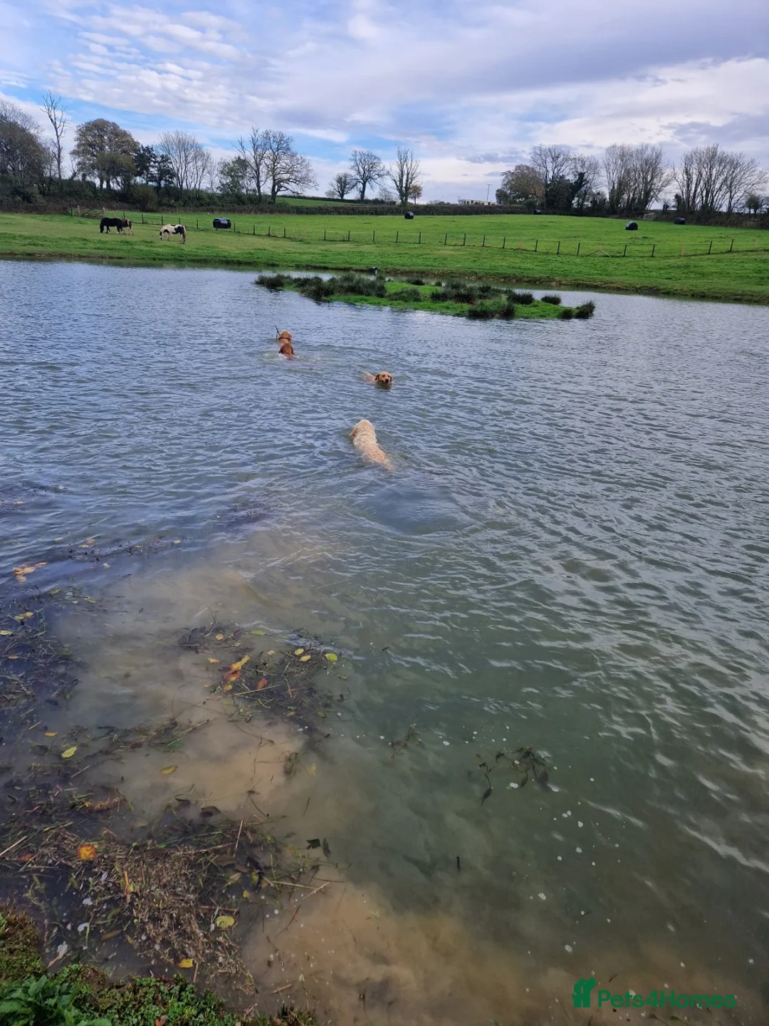 Golden Retriever dogs for sale: KC GOLDEN RETRIEVER PUPS HEALTH TESTED PARENTS  - Advert 2
