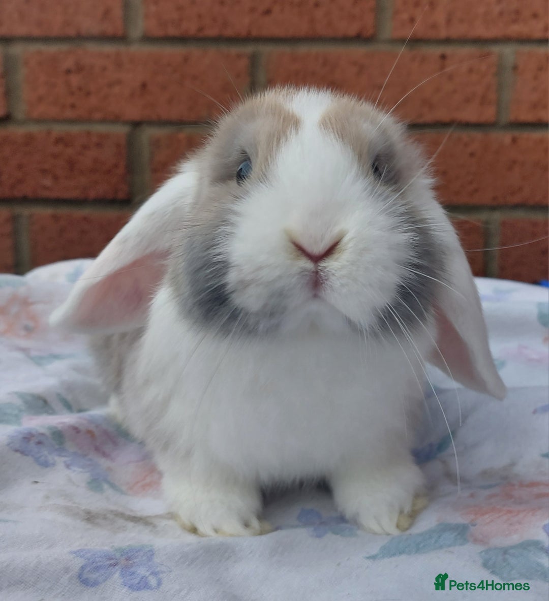 Mini Lop rabbits for sale: ☆ Gorgeous White Ear Split Baby Mini Lops ☆ - Advert 2
