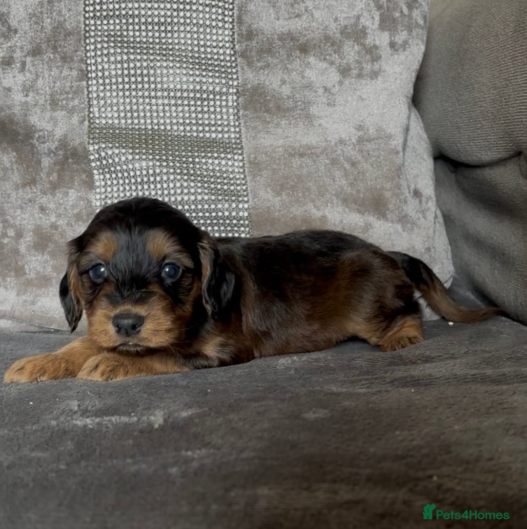 Cockapoo dogs for sale: stunning cockapoo puppies  - Image 4