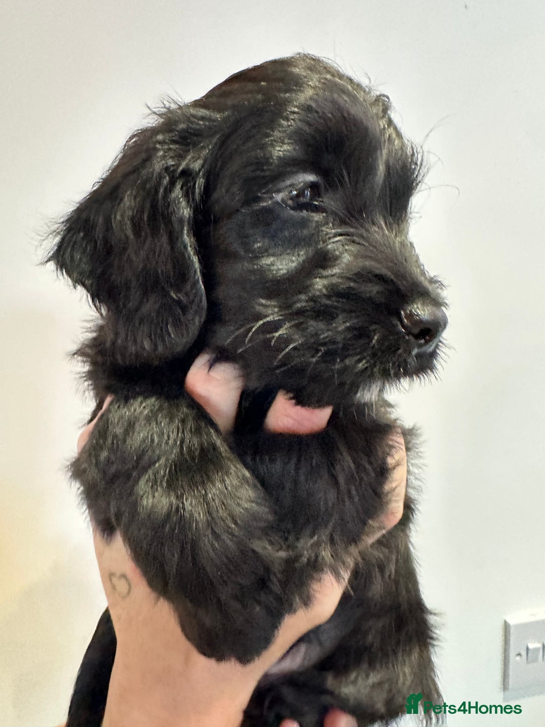 Mixed Breed dogs for sale: 10x Gorgeous Sproodles - Image 10