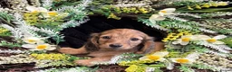 Miniature Dachshund dogs for sale: Stunning kc reg miniture dachshund in Deal - Advert 23