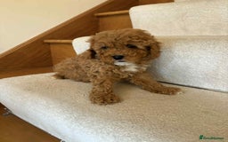 Cavapoo dogs for sale: Cavapoo puppy’s Extensively health tested parents - Image 11