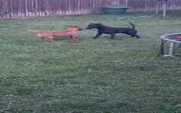 Patterjack dogs for sale: Patterjack puppies  - Image 2