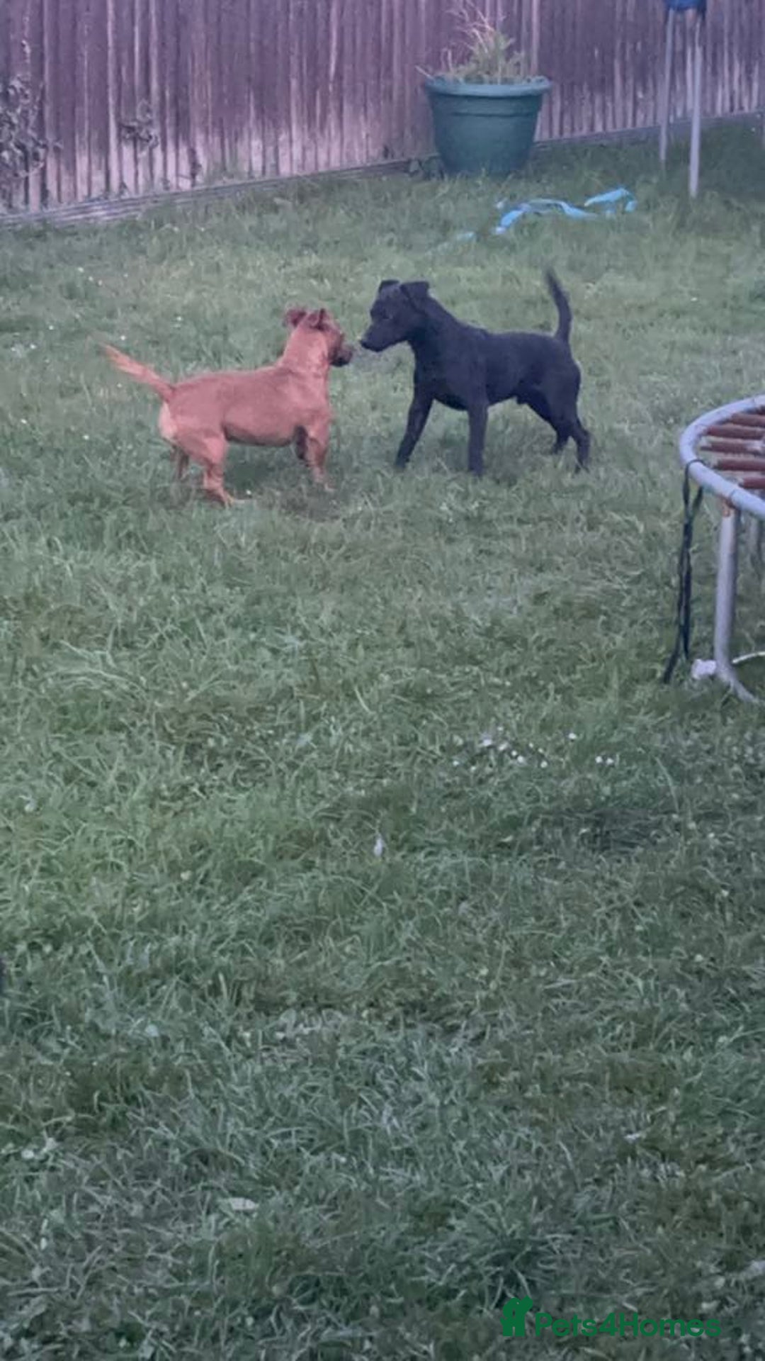 Patterjack dogs for sale: Patterjack puppies  - Image 2