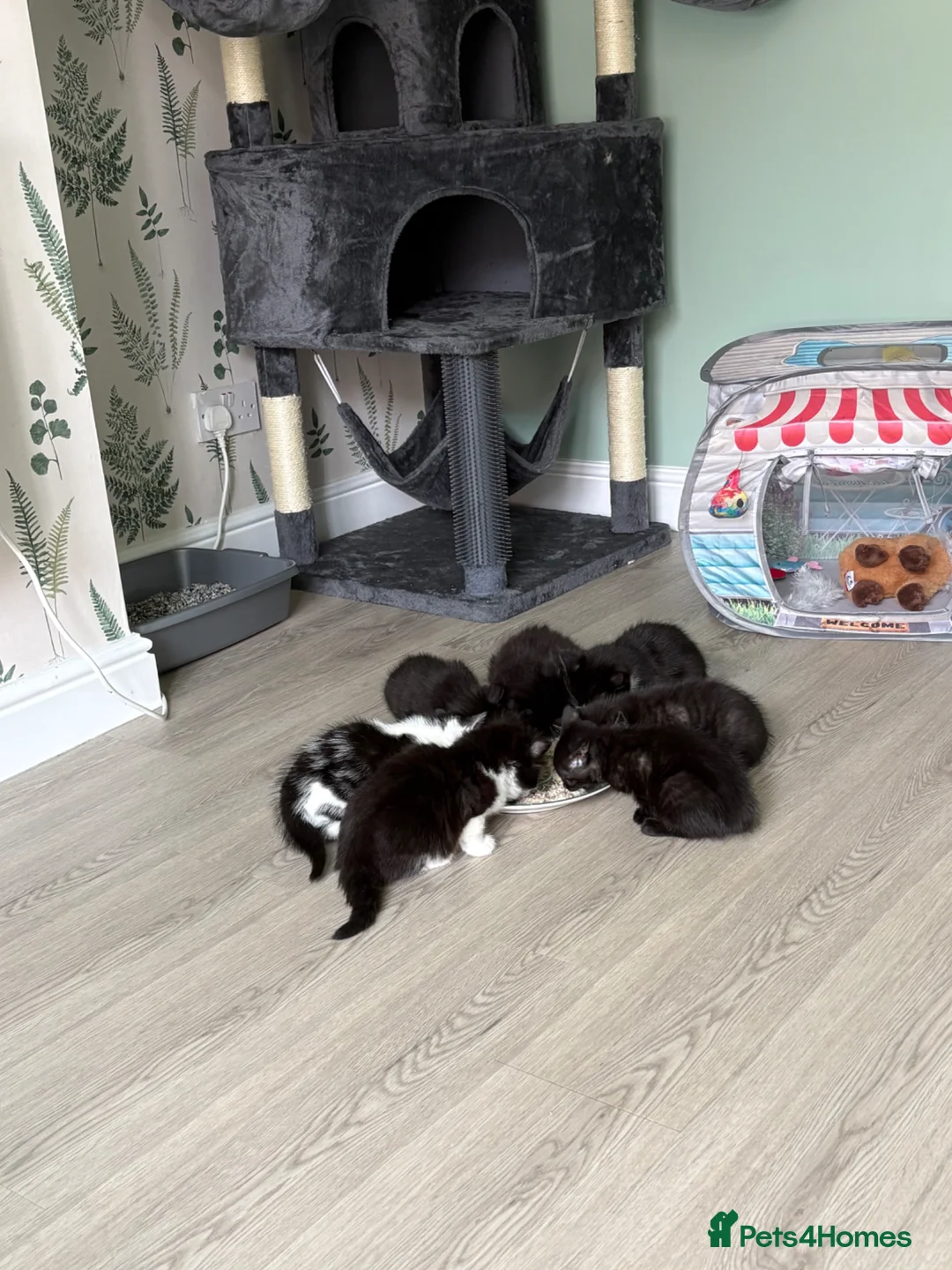 Domestic Shorthair cats for sale: Beautifull Kittens - Advert 14
