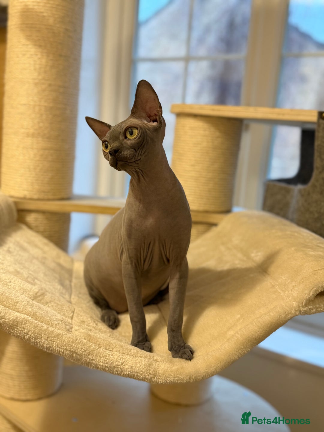 Sphynx cats for sale: Beautiful Blue Boys Looking for Their Forever home - Advert 5