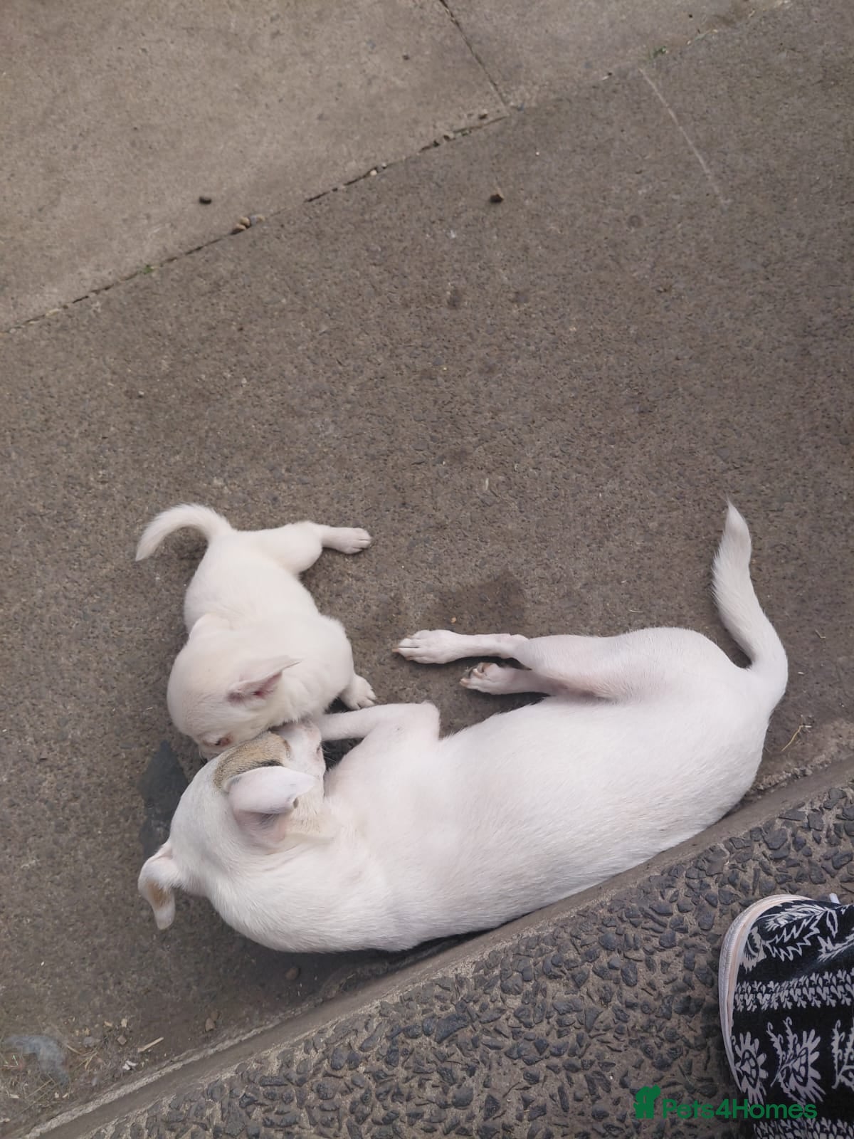 Chihuahua dogs Chihuahua pups - Advert 1