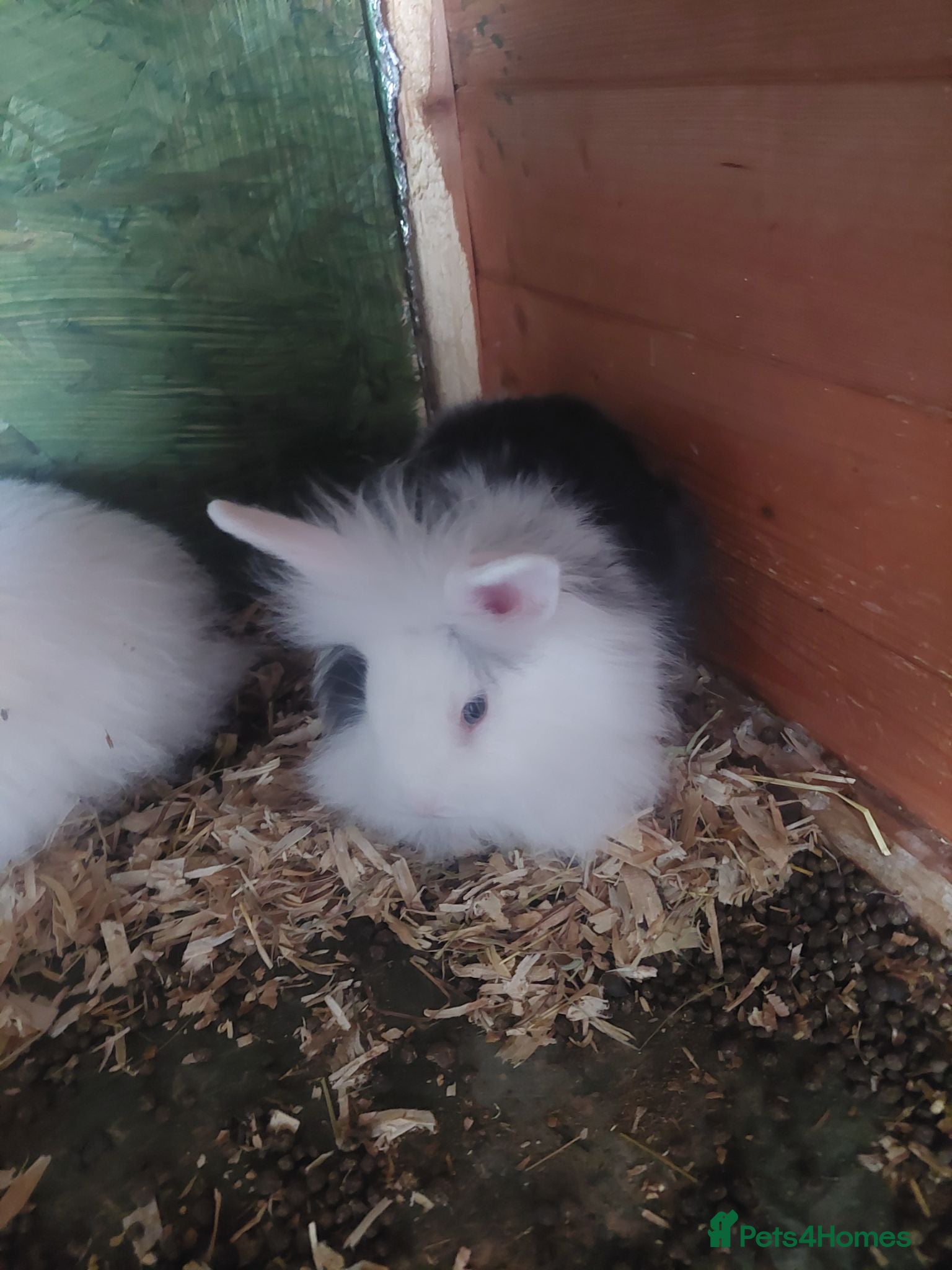 Lionhead rabbits Last 2 left now  - Advert 20
