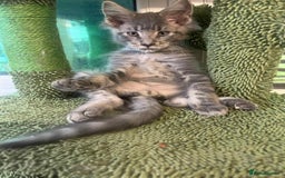 Maine Coon cats for sale: Maine coon kittens ready now boys  - Image 17