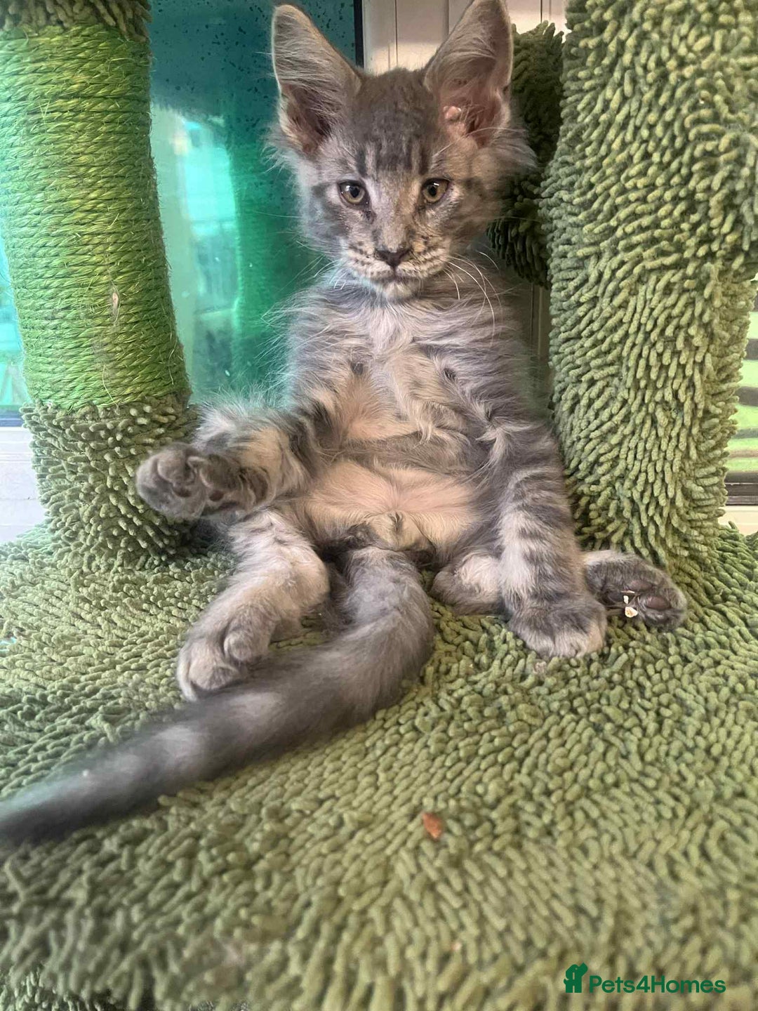 Maine Coon cats for sale: Maine coon kittens ready now boys  - Image 17