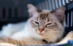 Ragdoll cats for sale: Ready Now GCCF Ragdoll Kittens Irresistibly Cuddly - Image 8