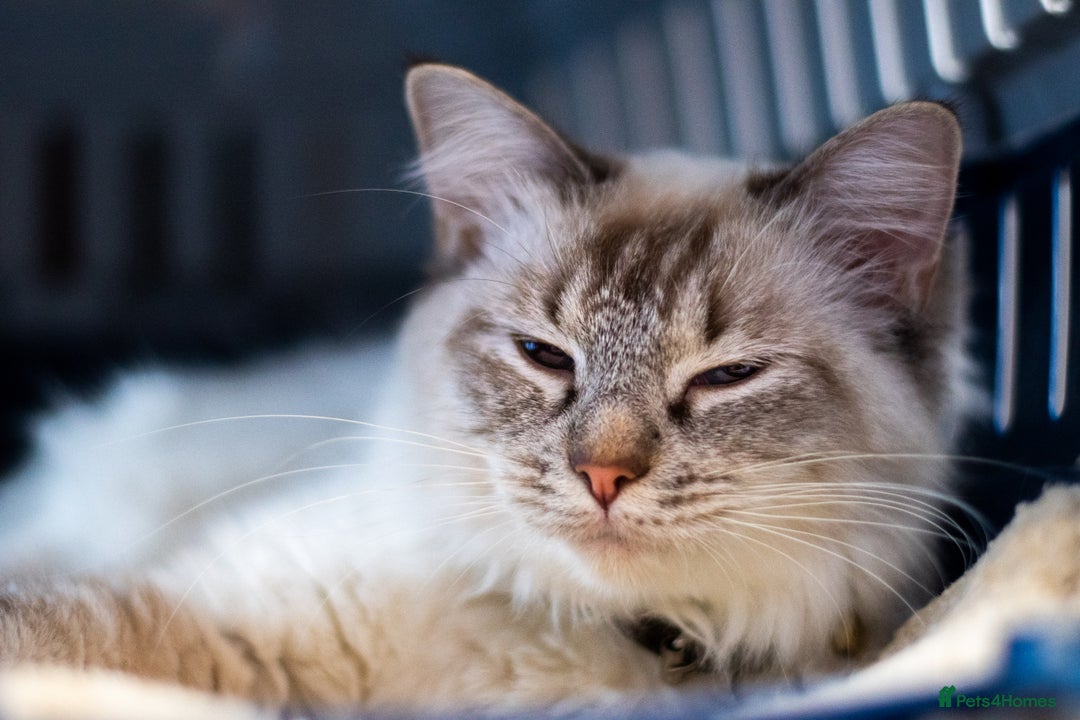 Ragdoll cats for sale: Ready Now GCCF Ragdoll Kittens Irresistibly Cuddly - Image 8