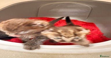 Savannah cats - Advert 12