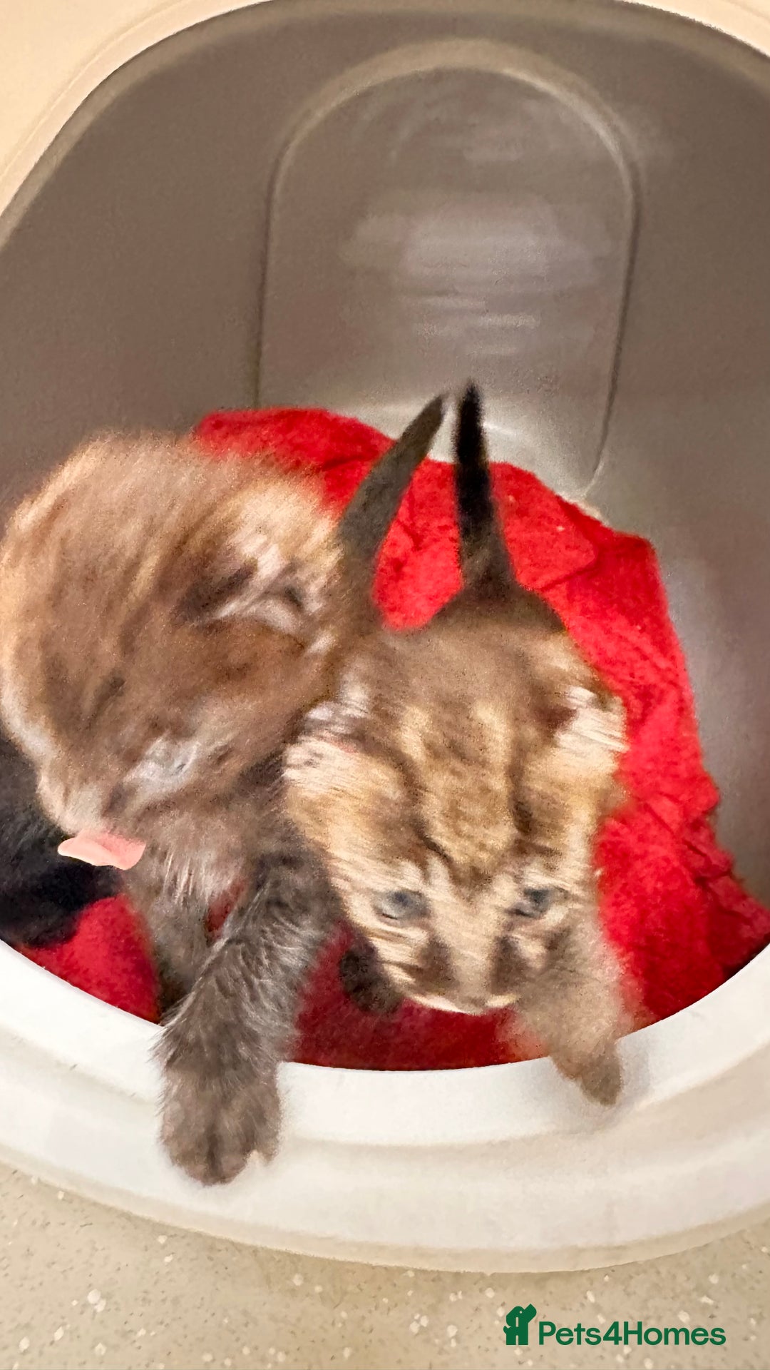 Savannah cats for sale: Stunning F3 Savannahs - Image 2