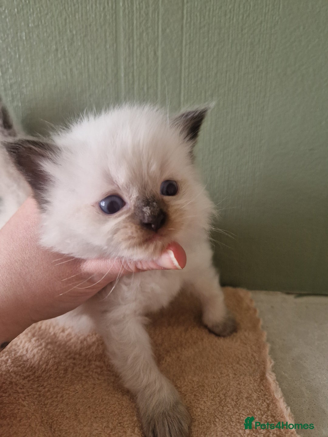 Ragdoll cats for sale: 5 beautiful ragdoll kittens - Image 4