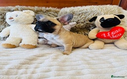 French Bulldog dogs for sale: 🏆KC registered, Standard French Bulldog Puppies🏆 - Image 12