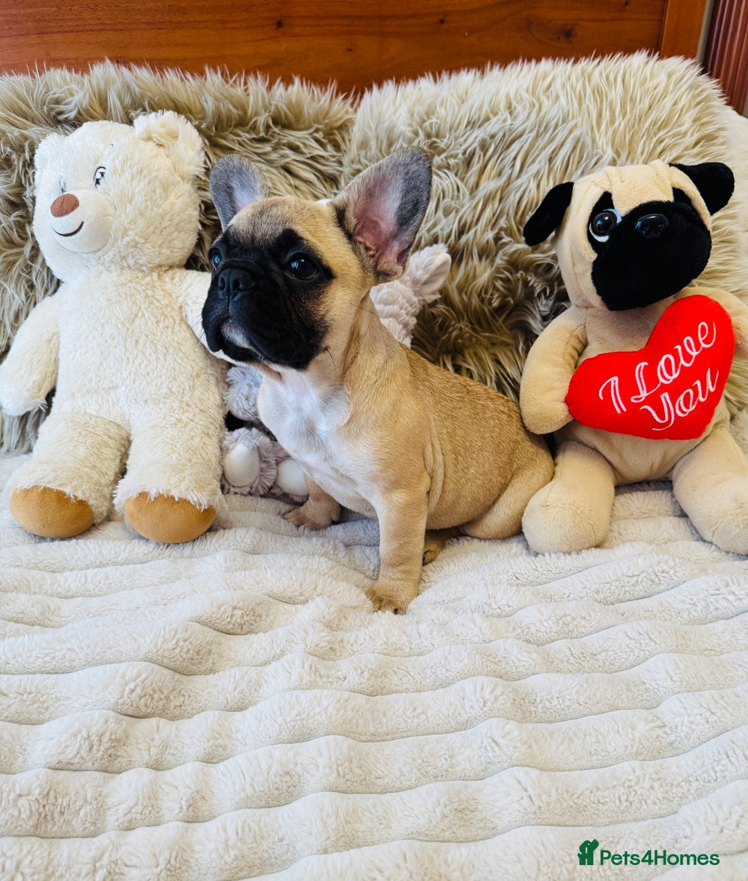 French Bulldog dogs for sale: 🏆KC registered, Standard French Bulldog Puppies🏆 - Image 12