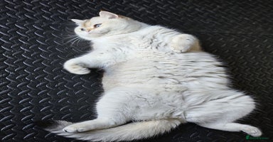 British Shorthair cats - Advert 2