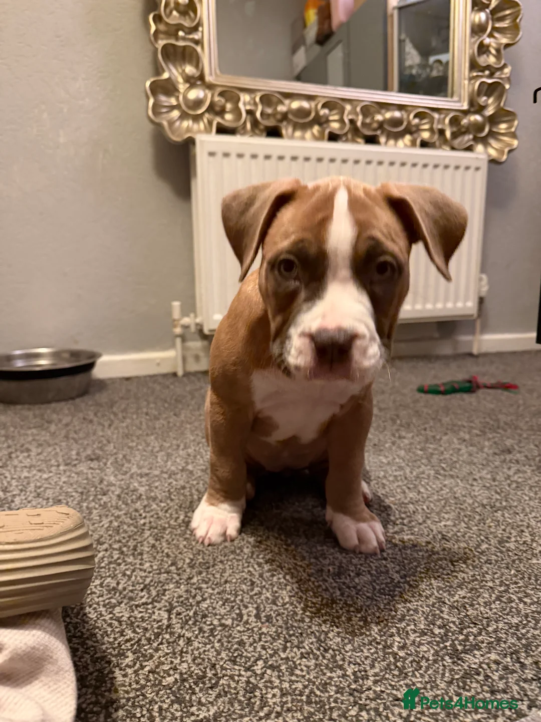 Mixed Breed dogs for sale: Pocket Bully / American Bully - Advert 21