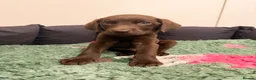 Labrador Retriever dogs for sale: 2 LEFT READY SOON KC CHOCOLATE LABRADOR PUPPIES - Advert 11
