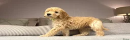 Goldendoodle dogs for sale: BEAUTIFUL HEALTHY LOVING PUPPIES  - Advert 28