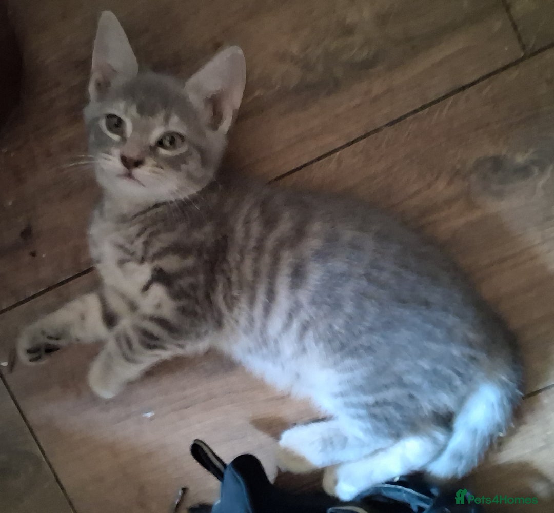 Mixed Breed cats for sale: UNIQUE SILVER/BLUE BENGAL X RUSSIAN BLUE KITTENS  - Image 15