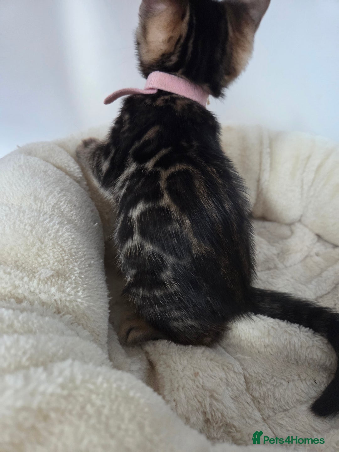 Bengal cats for sale: Tica register Bengal Kittens 😸  - Advert 16